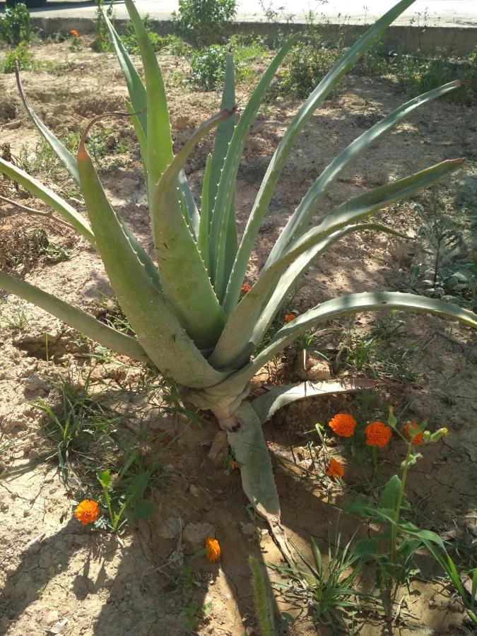 Eden Garden Villa Near Knossos Skalanion エクステリア 写真