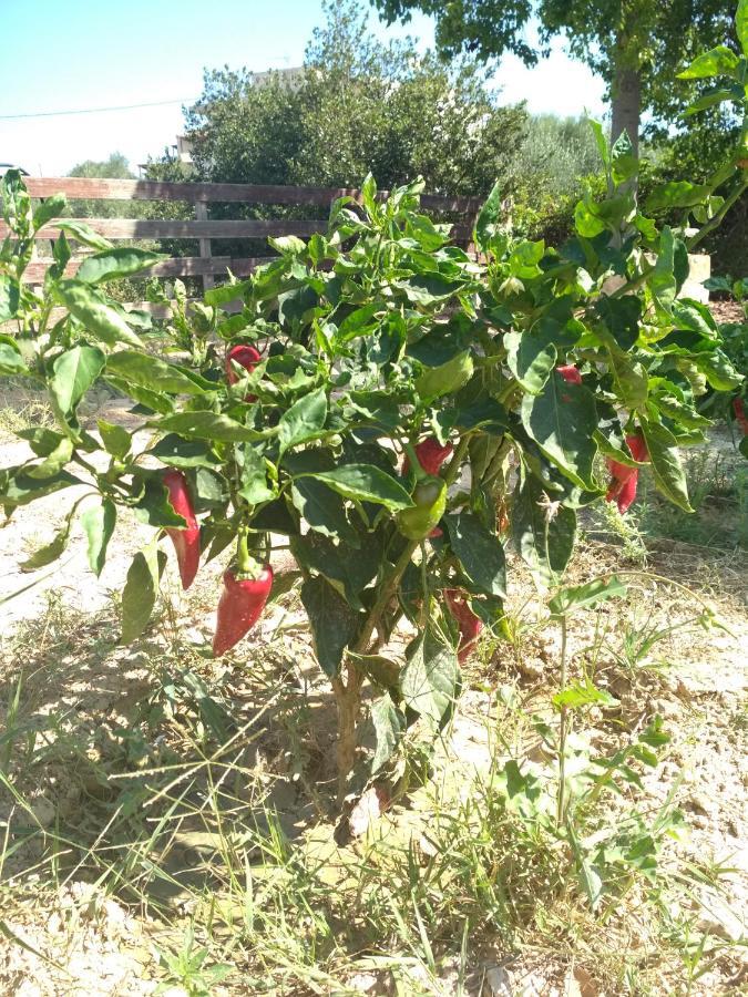 Eden Garden Villa Near Knossos Skalanion エクステリア 写真